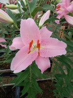 [5626 VH56 No02.JPG]